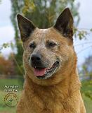 Australian Cattle Dog 9K009D-15